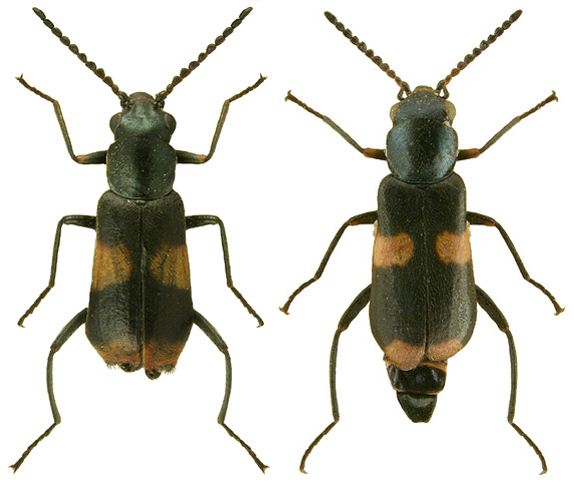 fasciatus